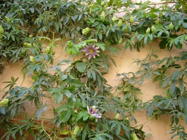 Dar Zahia Hotel Taroudant Exterior foto