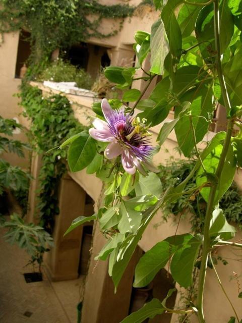 Dar Zahia Hotel Taroudant Exterior foto