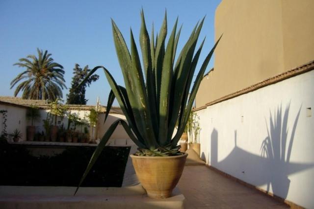 Dar Zahia Hotel Taroudant Exterior foto